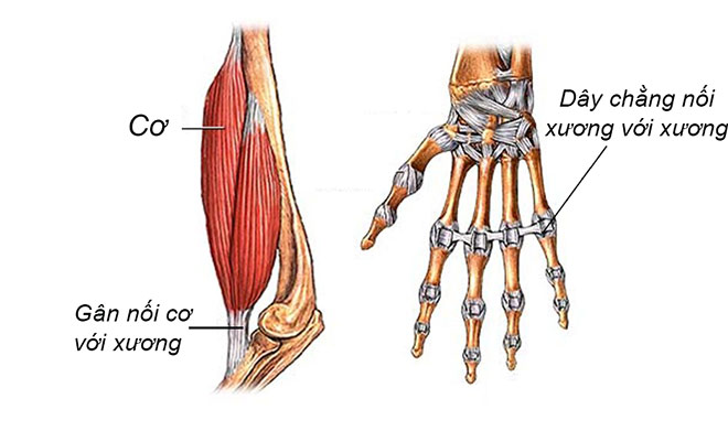 Tendoactive – Giải pháp hỗ trợ phục hồi gân & dây chằng nổi tiếng từ Tây Ban Nha - 2