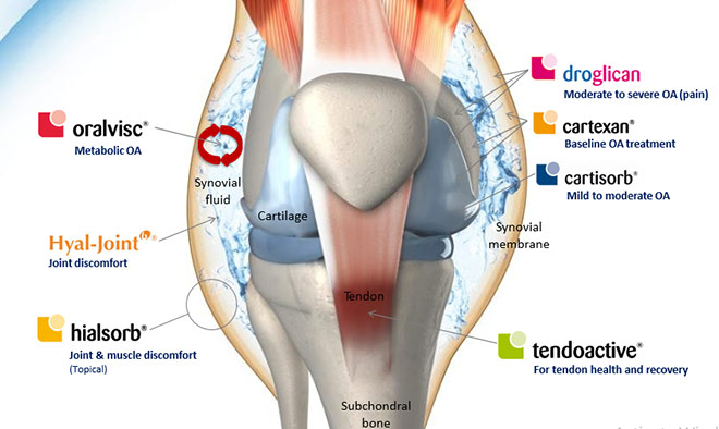 Tendoactive – Giải pháp hỗ trợ phục hồi gân & dây chằng nổi tiếng từ Tây Ban Nha - 4