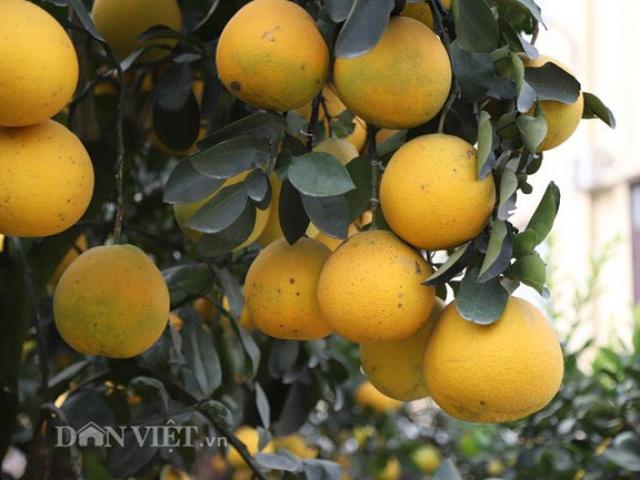 Thị trường - Tiêu dùng - Ảnh, clip: Vườn bưởi cảnh cổ thụ tiền tỷ được đại gia "săn” chơi Tết