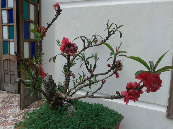 Cây đào bé tý, thân xù xì bán giá vài triệu đồng vẫn đắt hàng quanh năm - 4