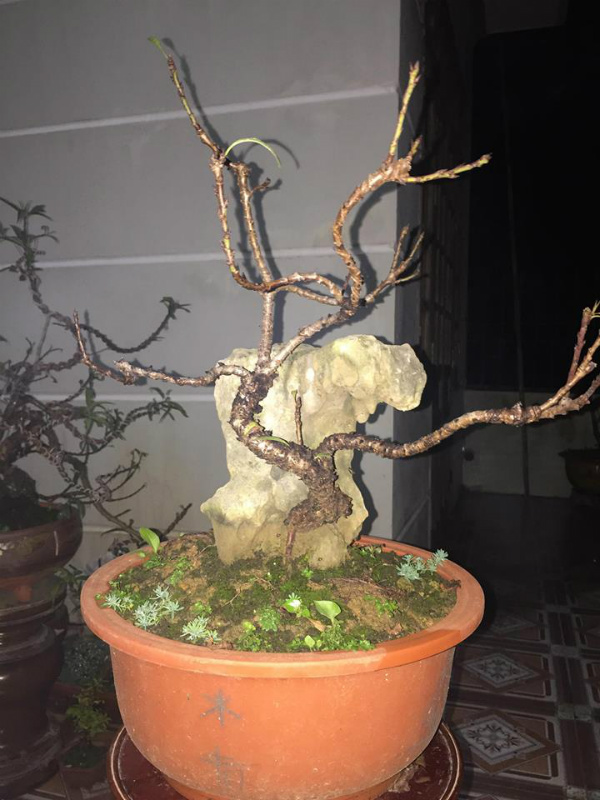 Cây đào bé tý, thân xù xì bán giá vài triệu đồng vẫn đắt hàng quanh năm - 1