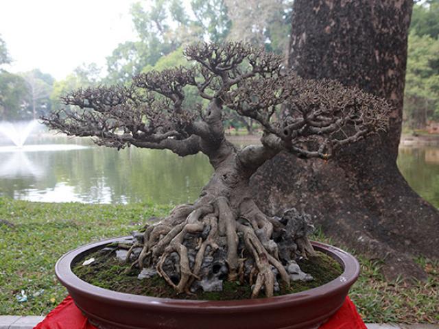 Thị trường - Tiêu dùng - Dàn cây bonsai "nhỏ mà có võ” ở Hà Nội, có cây lên tới hàng tỷ đồng