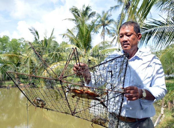 Cận Tết, nông dân xứ Đất Mũi trúng đậm vụ cua biển - 1