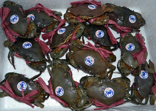 Cận Tết, nông dân xứ Đất Mũi trúng đậm vụ cua biển - 3