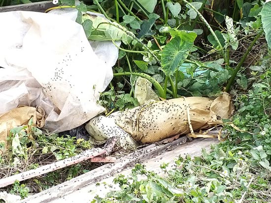 Hà Nam: Kinh hãi lợn bị lở móng, nằm liệt lái buôn vẫn khênh đi bán - 1