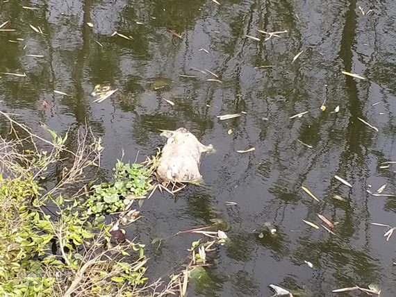 Hà Nam: Kinh hãi lợn bị lở móng, nằm liệt lái buôn vẫn khênh đi bán - 2