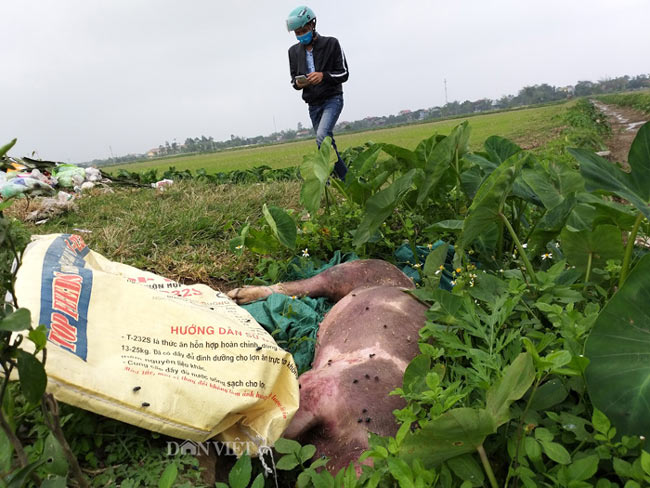 Hà Nam: Kinh hãi lợn bị lở móng, nằm liệt lái buôn vẫn khênh đi bán - 3