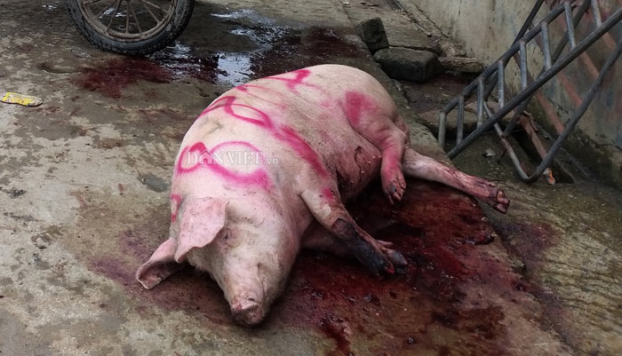 Hà Nam: Kinh hãi lợn bị lở móng, nằm liệt lái buôn vẫn khênh đi bán - 6