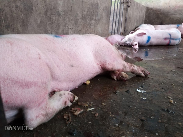 Hà Nam: Kinh hãi lợn bị lở móng, nằm liệt lái buôn vẫn khênh đi bán - 8