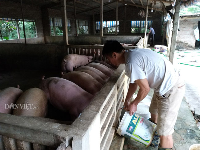 Hà Nam: Kinh hãi lợn bị lở móng, nằm liệt lái buôn vẫn khênh đi bán - 9