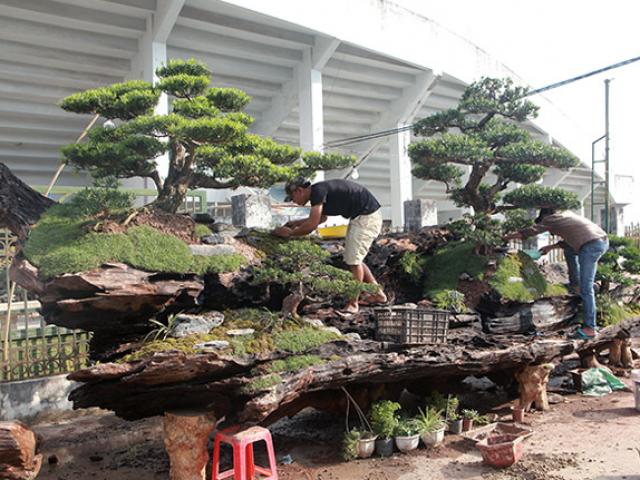 Thị trường - Tiêu dùng - Chiêm ngưỡng đồi tùng trên thân gỗ 1000 năm tuổi ở Hà Nội