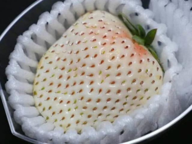 Thị trường - Tiêu dùng - Loại dâu tây tưởng đã tuyệt chủng bỗng "hồi sinh" với giá sốc