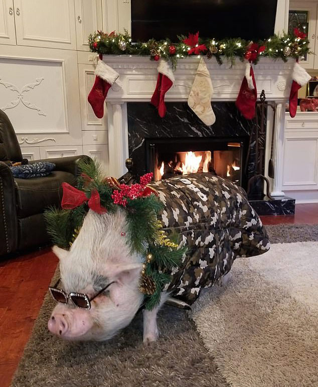 Chú lợn sang chảnh nhất thế giới với đồ hiệu giá ngàn đô - 1