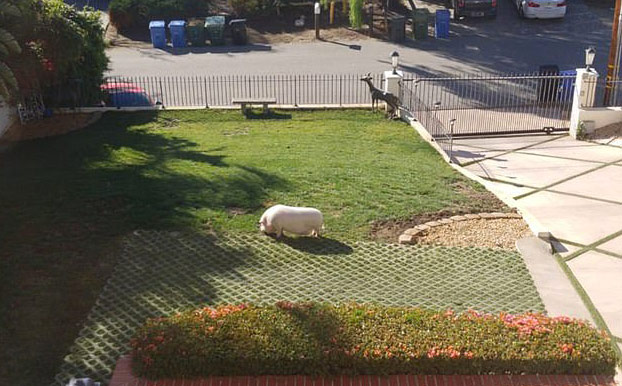 Chú lợn sang chảnh nhất thế giới với đồ hiệu giá ngàn đô - 8