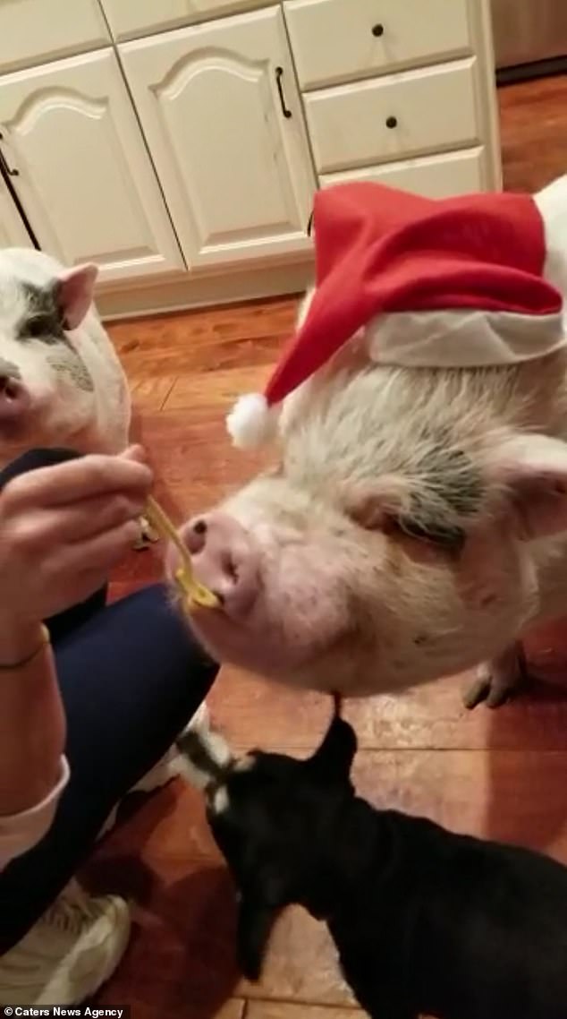 Chú lợn sang chảnh nhất thế giới với đồ hiệu giá ngàn đô - 5