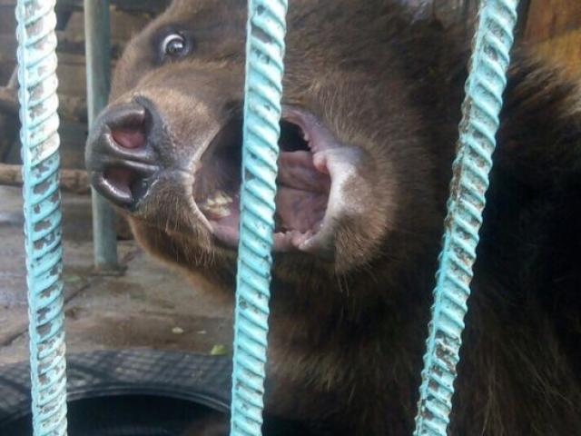 Thế giới - Nga: Đang cho gấu ăn, không ngờ bị lôi vào chuồng cắn đứt lìa cánh tay