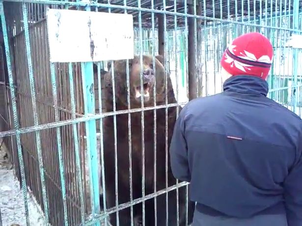 Nga: Đang cho gấu ăn, không ngờ bị lôi vào chuồng cắn đứt lìa cánh tay - 2