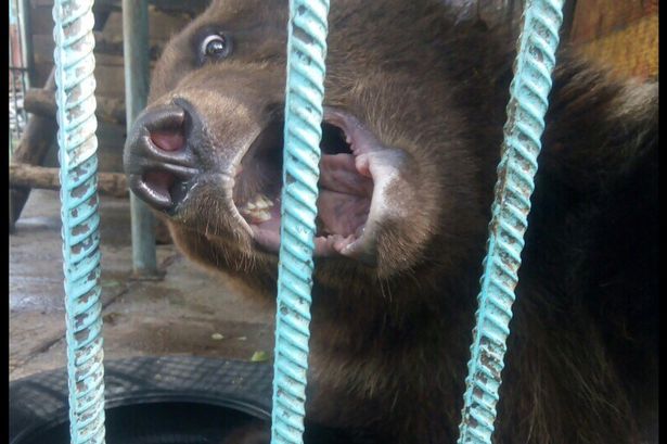 Nga: Đang cho gấu ăn, không ngờ bị lôi vào chuồng cắn đứt lìa cánh tay - 1