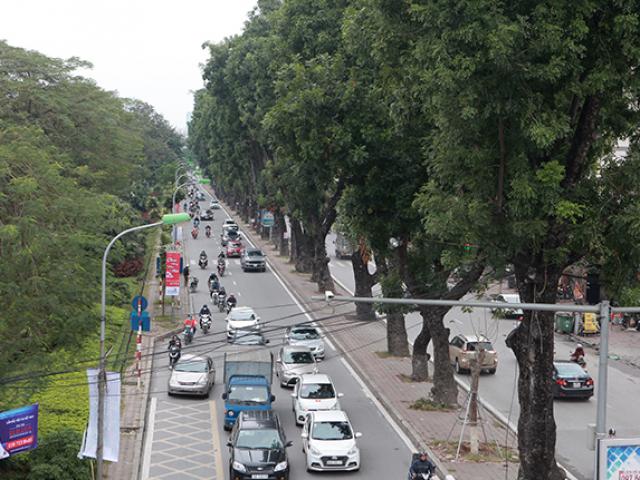 Tin tức trong ngày - Ngắm hàng cây ở Thủ đô sắp bị "khai tử" trong ngày đầu năm mới