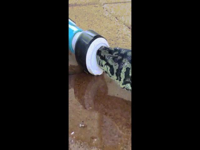 Phi thường - kỳ quặc - Video: Trăn khát khô cổ, mò vào vườn nhà uống nước chống nóng