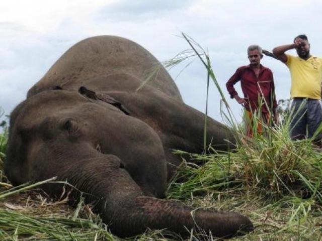 Thế giới - Sri Lanka: Hàng loạt voi bỗng lăn ra chết