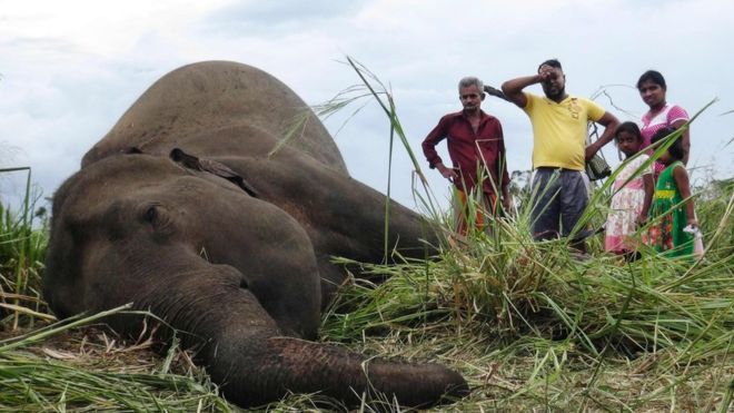Một con voi đang mang thai&nbsp;trong số 7 con đã chết&nbsp;(ảnh: BBC News)