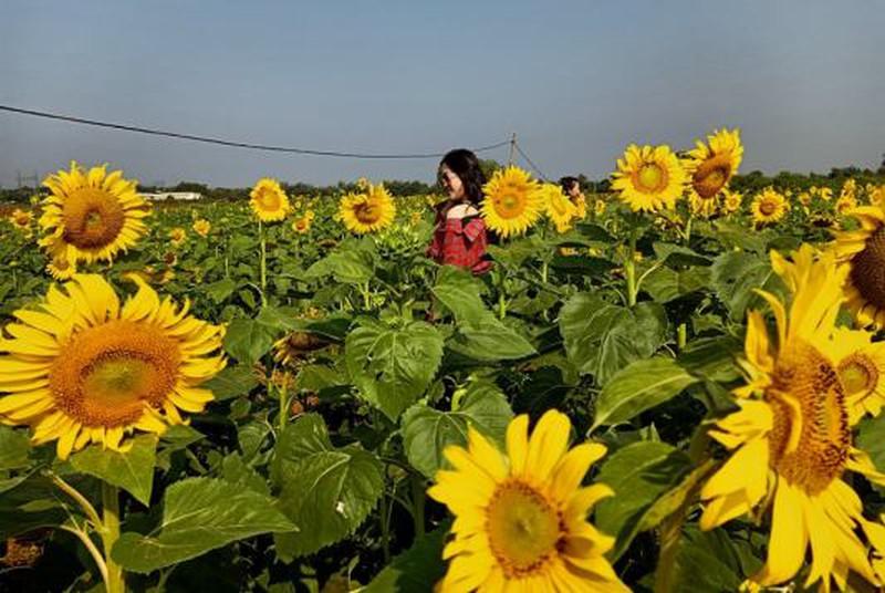 Đắk Lắk: Giới trẻ thích thú với cánh đồng hoa hướng dương giữa TP. Buôn Ma Thuột - 1