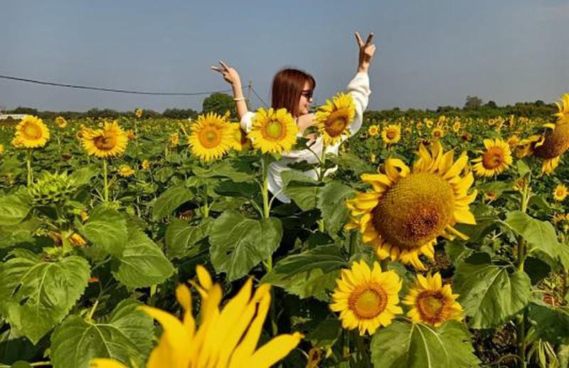 Đắk Lắk: Giới trẻ thích thú với cánh đồng hoa hướng dương giữa TP. Buôn Ma Thuột - 2