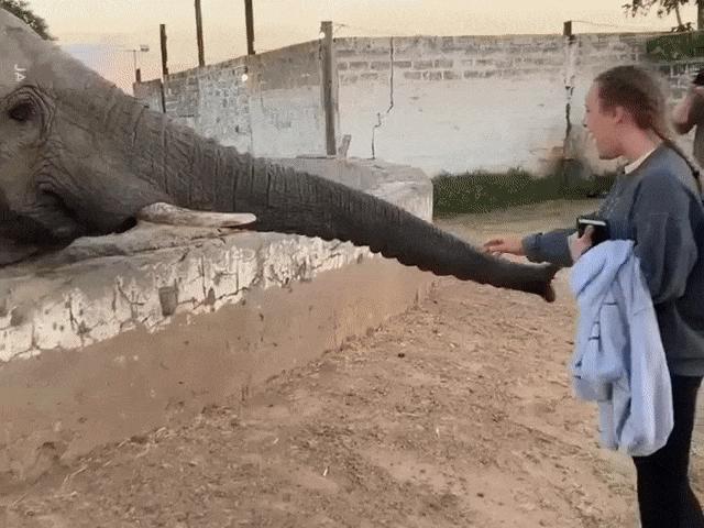 Video Clip Cười - Chụp ảnh không "xin phép", cô gái bị chú voi tấn công