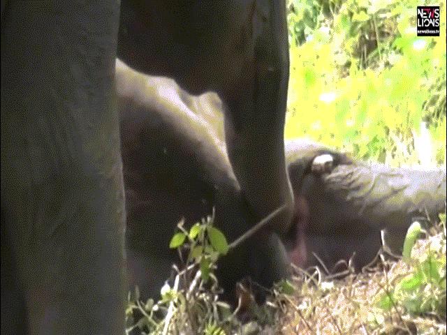 Phi thường - kỳ quặc - Đau lòng cảnh voi con cố lay voi mẹ đã chết nghi bị đầu độc