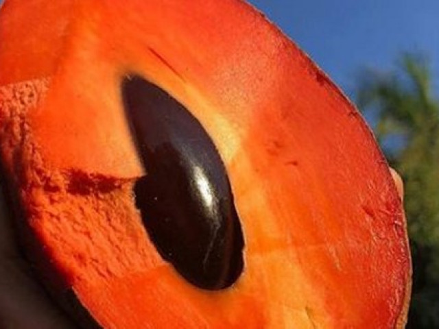 Thị trường - Tiêu dùng - Giống hồng xiêm ruột đỏ "khổng lồ" lại gây sốt cộng đồng mạng