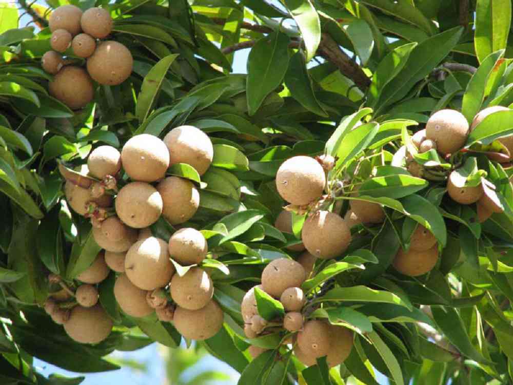 Đặc biệt đây là loại cây khỏe mạnh, dễ trồng nên được nhiều người trồng ưa chuộng nhân rộng, nhiều hộ gia đình đang dần thay thế các loại hồng xiêm cũ.