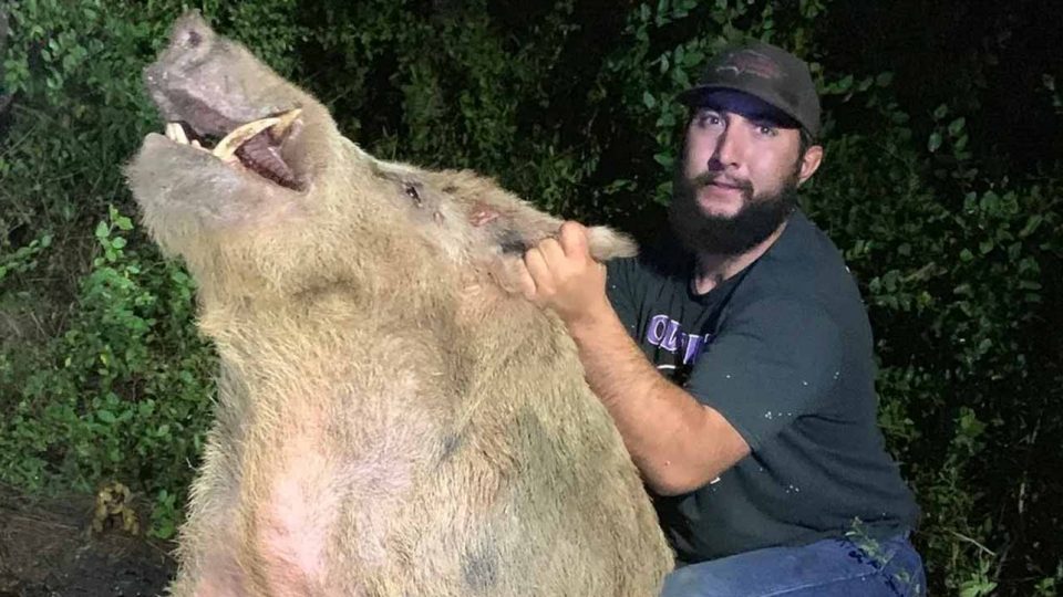 Con lợn rừng khổng lồ bị bắt tại một sân golf của bang Texas (ảnh: Swingbyswing)
