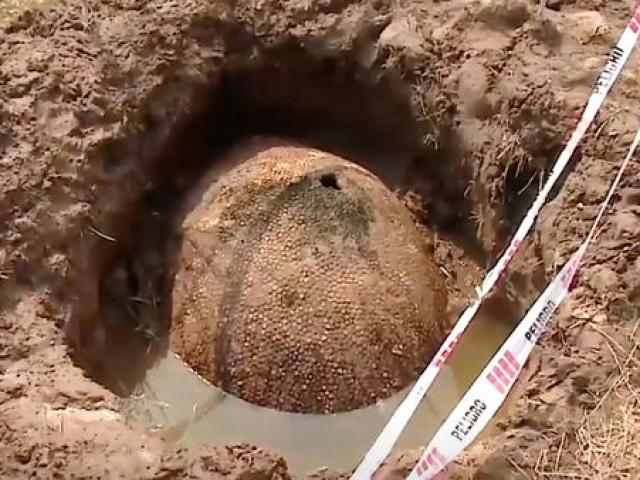 Thế giới - Video: Ngư dân tình cờ tìm thấy chiếc mai khổng lồ 10.000 năm tuổi ở Argentina