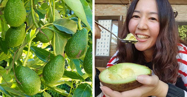 8 thực phẩm chữa đau nửa đầu hiệu quả hơn cả thuốc - 1