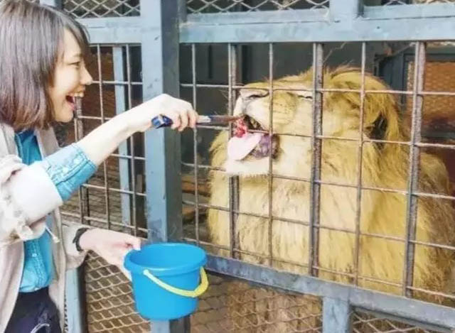 Sở thú nguy hiểm nhất nước Nhật, muốn vào phải ký bản cam kết - 7