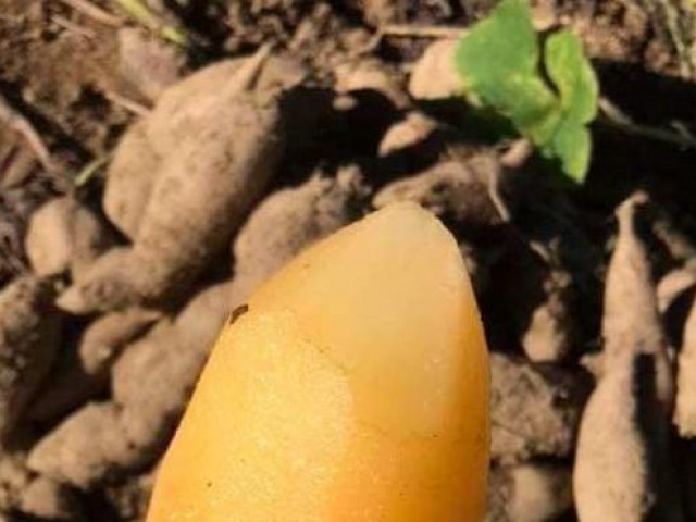 Thị trường - Tiêu dùng - Loại củ "lạ" giống hệt khoai lang khiến chị em thích thú