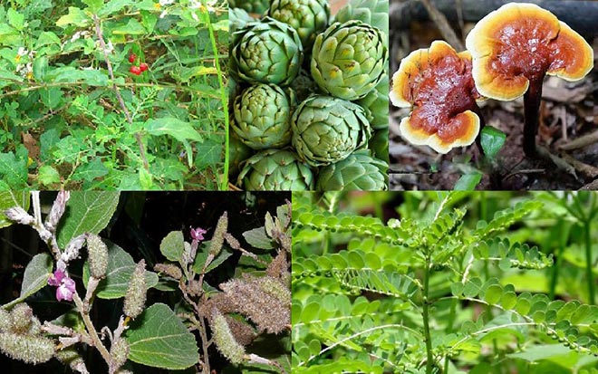 5 loại thảo dược hỗ trợ điều trị bệnh gan hiệu quả cần tìm hiểu - 1