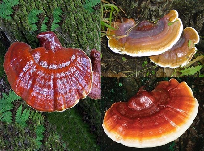 5 loại thảo dược hỗ trợ điều trị bệnh gan hiệu quả cần tìm hiểu - 2