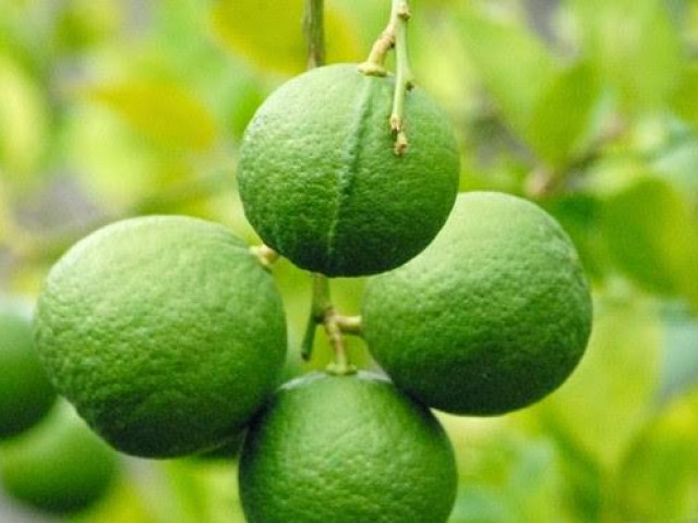 Sản xuất - Tiêu dùng - Chanh rớt giá; Dừa xiêm, thanh long đắt hàng, giá tăng