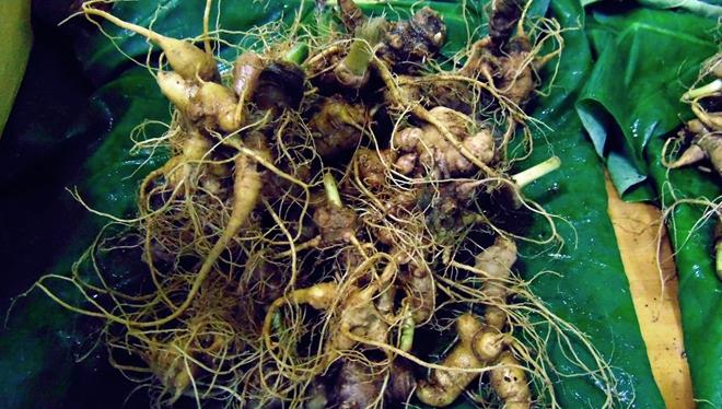 Sâm củ Ngọc Linh được bày bán tại phiên chợ sâm.