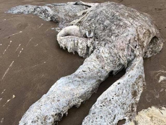 Thế giới - Xác thủy quái bí ẩn dạt vào bờ biển Anh khiến người dân hoang mang