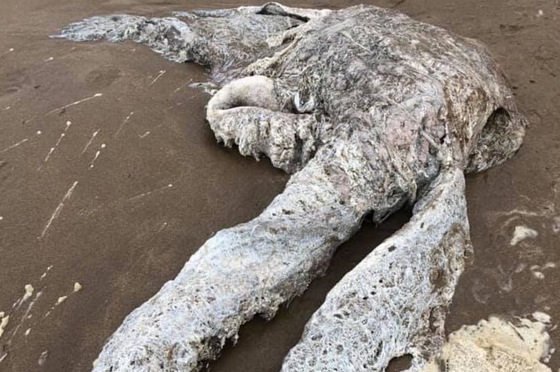 Xác thủy quái trên bãi biển Anh được người đàn ông chụp lại. Ảnh: Daily Star