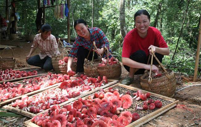 Những người tìm nấm đỏ sẽ lên núi trước bình minh để hái nấm khi chúng vẫn còn là những chồi nhỏ rồi đem về.