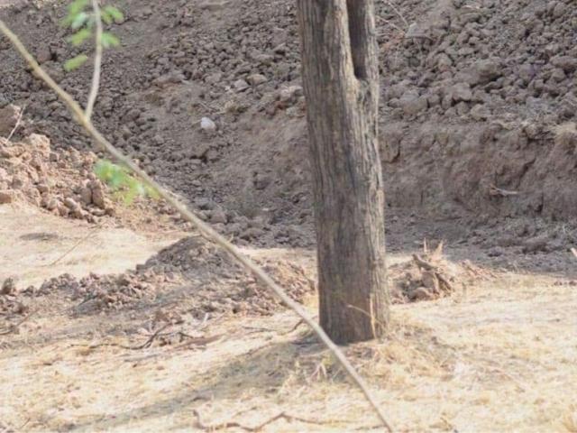 Thế giới - Bạn có nhìn thấy chú báo "tàng hình" trong bức ảnh khiến dân mạng "điên đầu"?