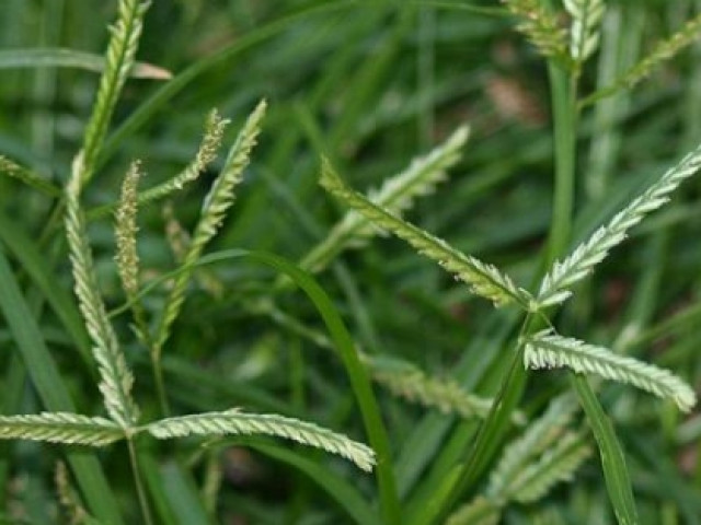 Sức khỏe đời sống - "Siêu cỏ" mọc dại ở Việt Nam được cả thế giới coi là "thần dược"?