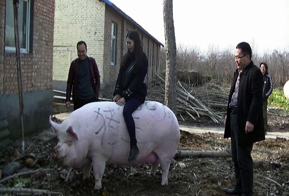 Cô gái cưỡi trên lưng con lợn khổng lồ&nbsp;nặng 750kg ở thành phố&nbsp;Zhengzhou tỉnh Henan, Trung Quốc.
