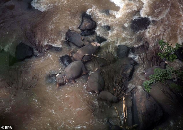 Đàn voi chết thảm bên dưới thác nước chảy xiết.