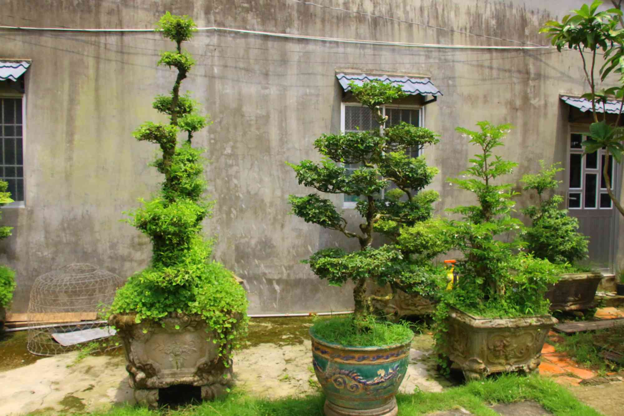 Những cây kiểng cũng được sưu tầm từ đồ cổ
