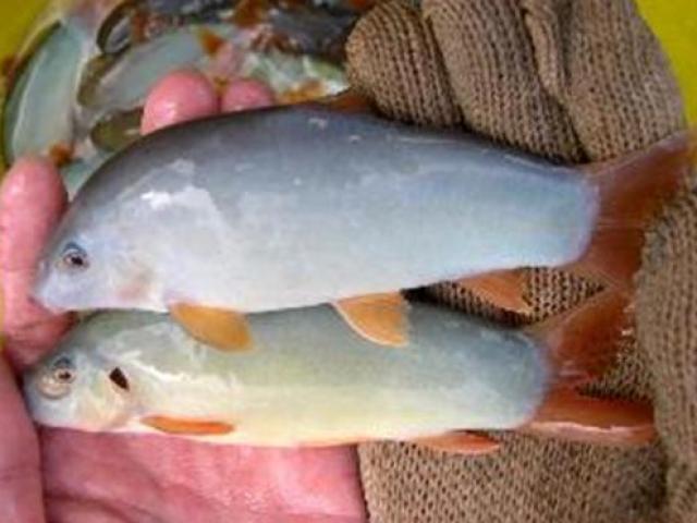 Thị trường - Tiêu dùng - Việt Nam có loài cá heo nhỏ hơn bàn tay, giá gần nửa triệu đồng/kg